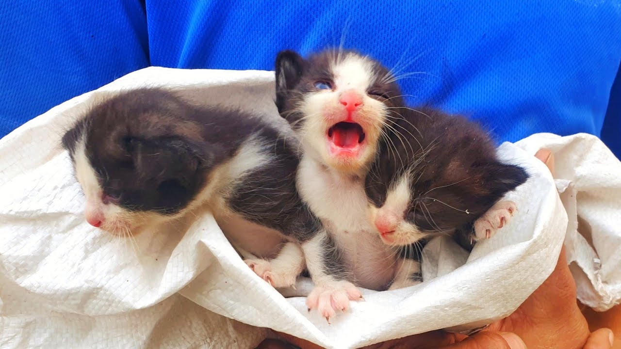 Homeless Kittens Waiting for Mama, Now Safe and Loved