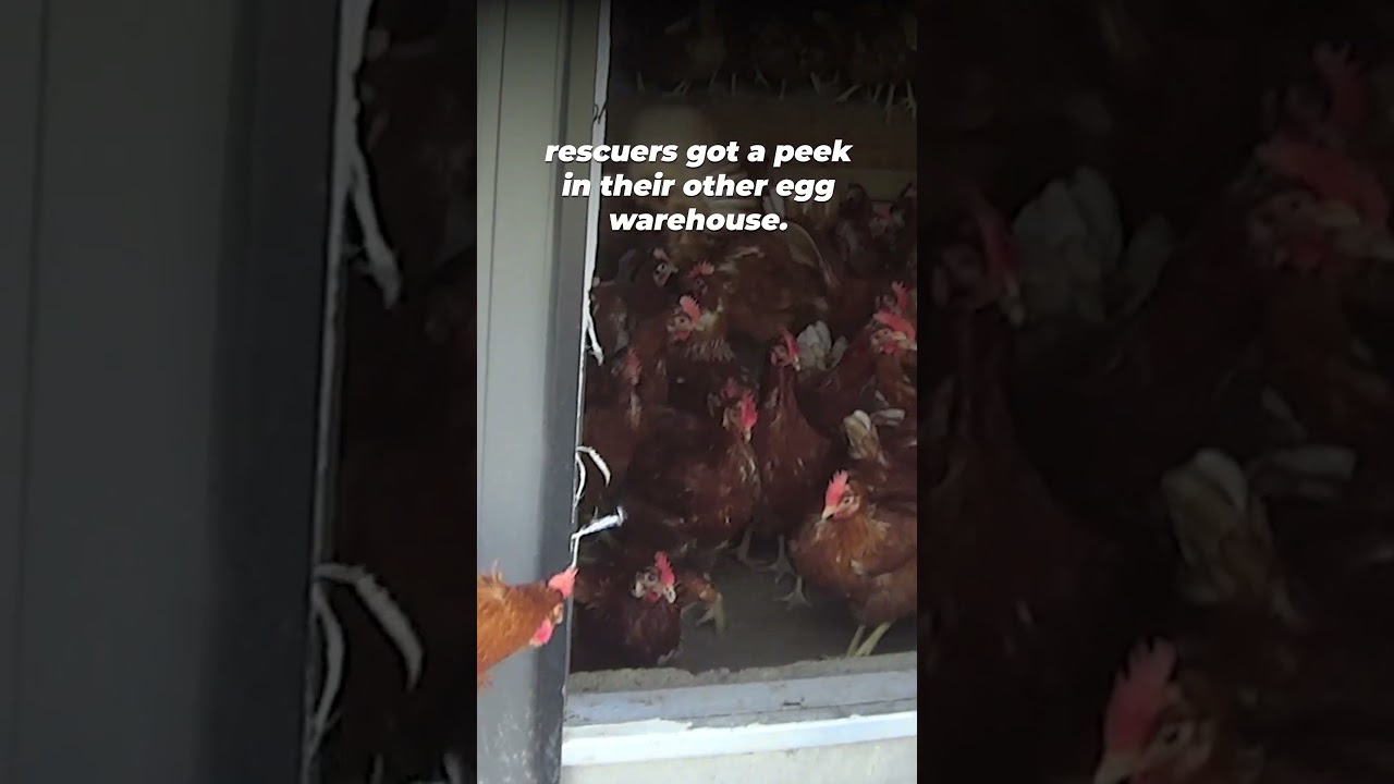 A barn at this egg factory farm collapsed and killed many hens