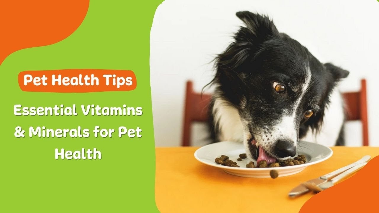 Essential Vitamins and Minerals For Pet Health