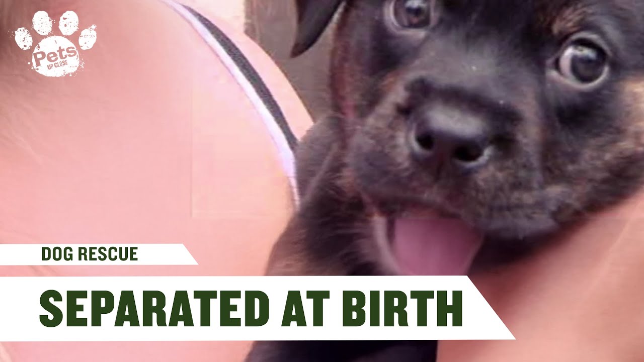 When The Rescue Mission Goes Wrong |  Dog Rescue | S1 E2 | Pets Up Close