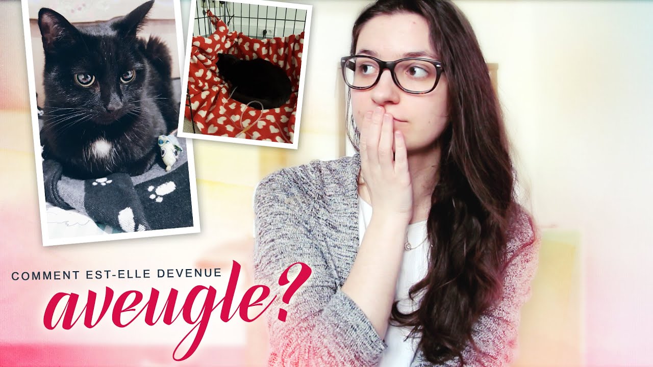 KITTY STORY : Comment mon chat est devenu aveugle
