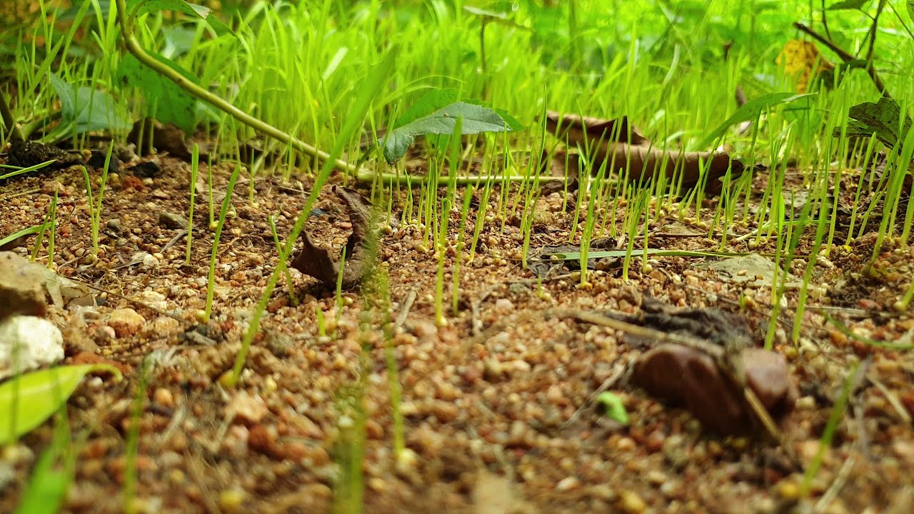 Incredible 4k Millipede