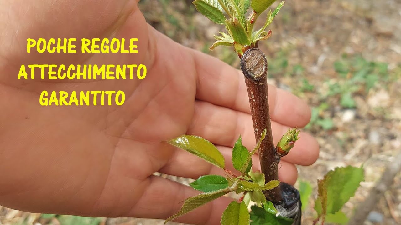 Прививка вишни расщепленной: как и когда прививать Prunus avium