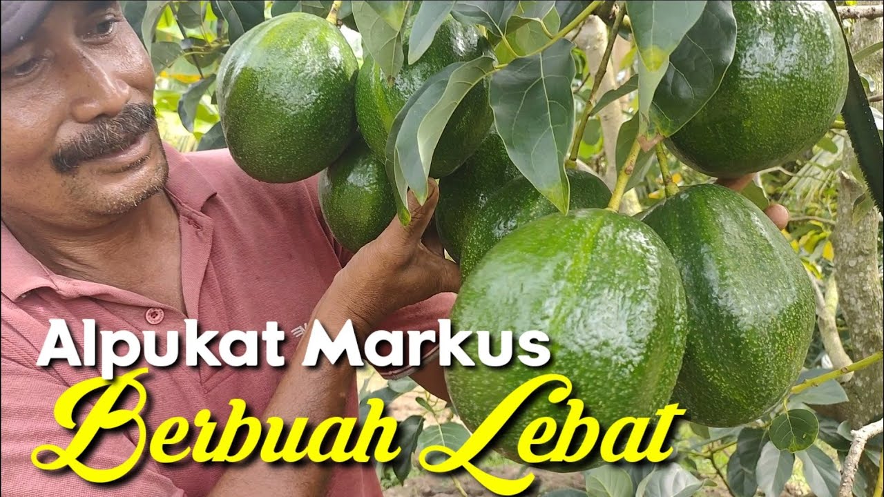 Peluang Usaha Budidaya Alpukat Markus - Analisa usaha dan Marketing penjualannya