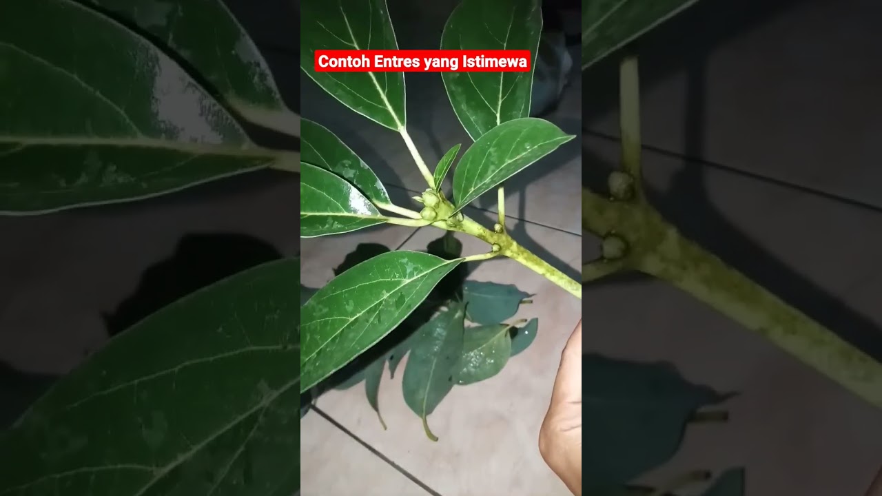 Contoh Entres Alpukat Yang Istimewa #alpukat #entres #petanimuda #belajarbertani