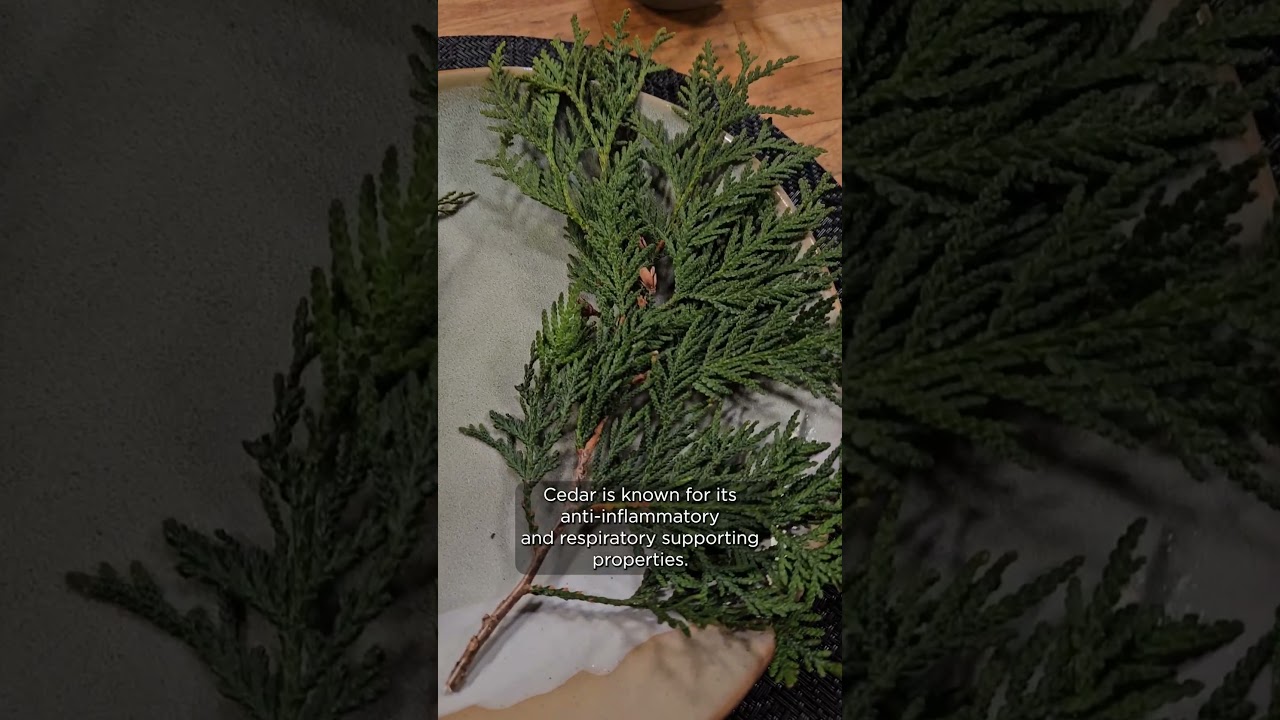 Cedar & Juniper: Two Powerful Plant Allies 