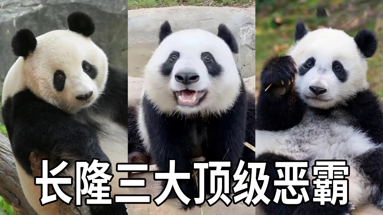 在长隆熊猫村有三大顶级恶霸！表面温婉可人十分甜美可爱，在背地里脾气火爆看谁都不服~！【你好大熊猫】