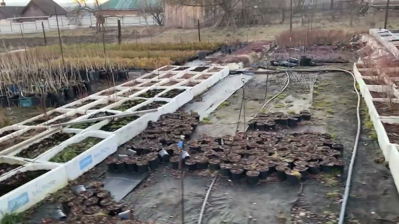 Огляд рослин які йдуть на продаж . Вайбер 0966077214 