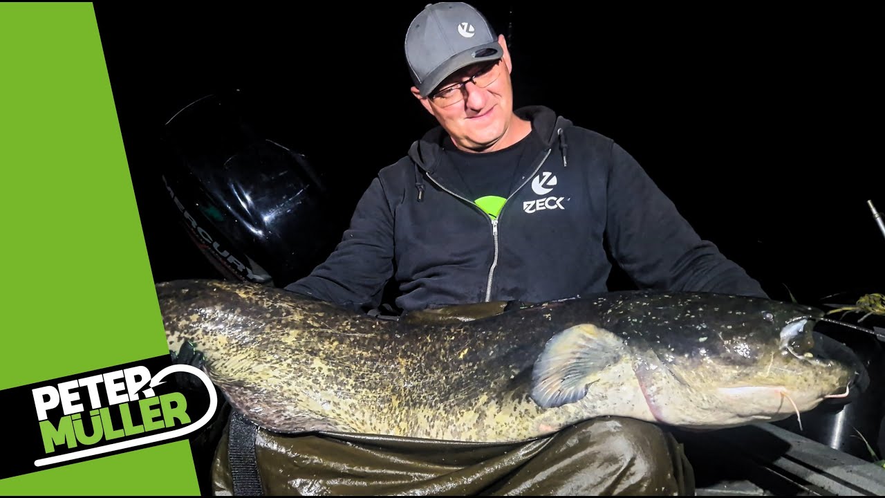 Welsangeln - Erfolgreich zum Waller #waller #fishing #angeln