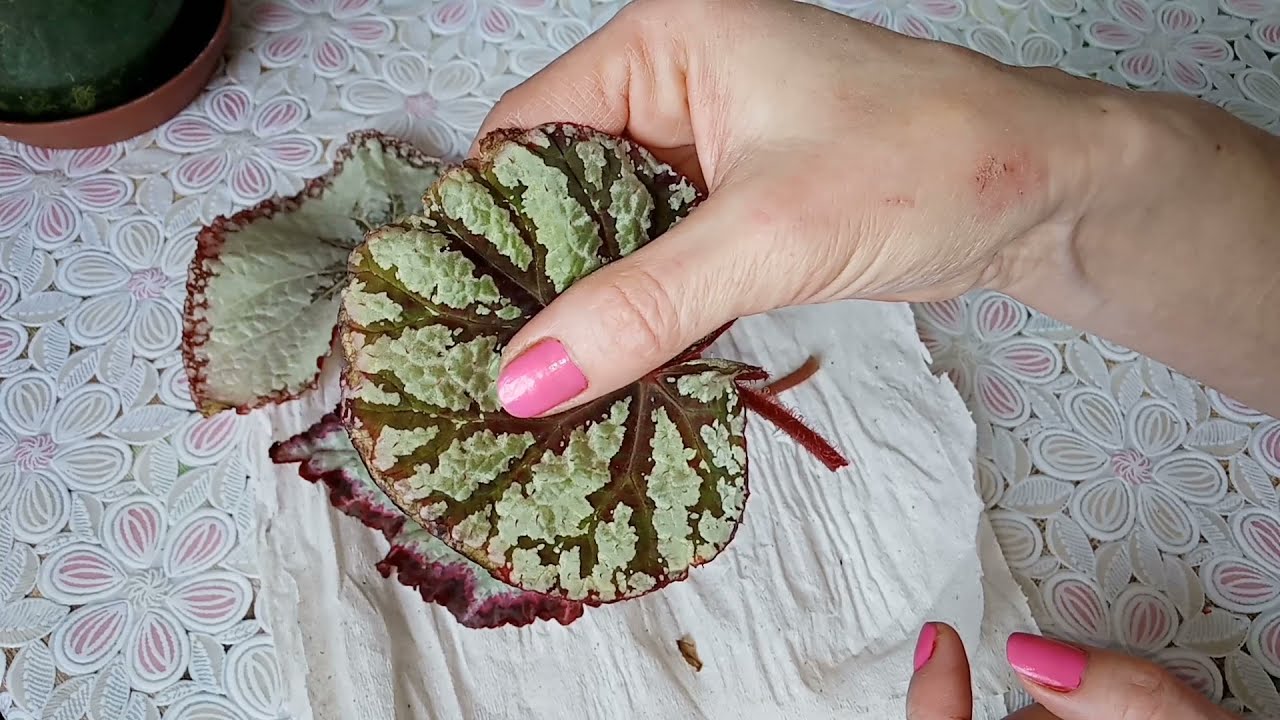 Размножение бегоний. Как укоренить фрагмент листа? Мой опыт.