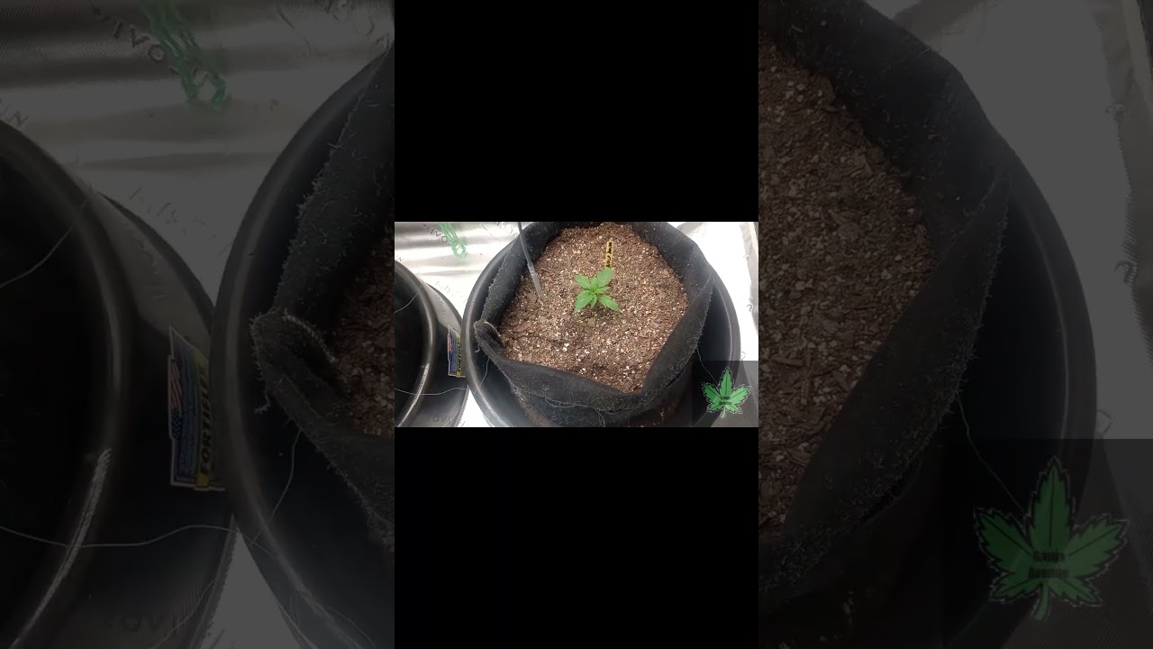 When NOT To Water Autoflower Seedlings 