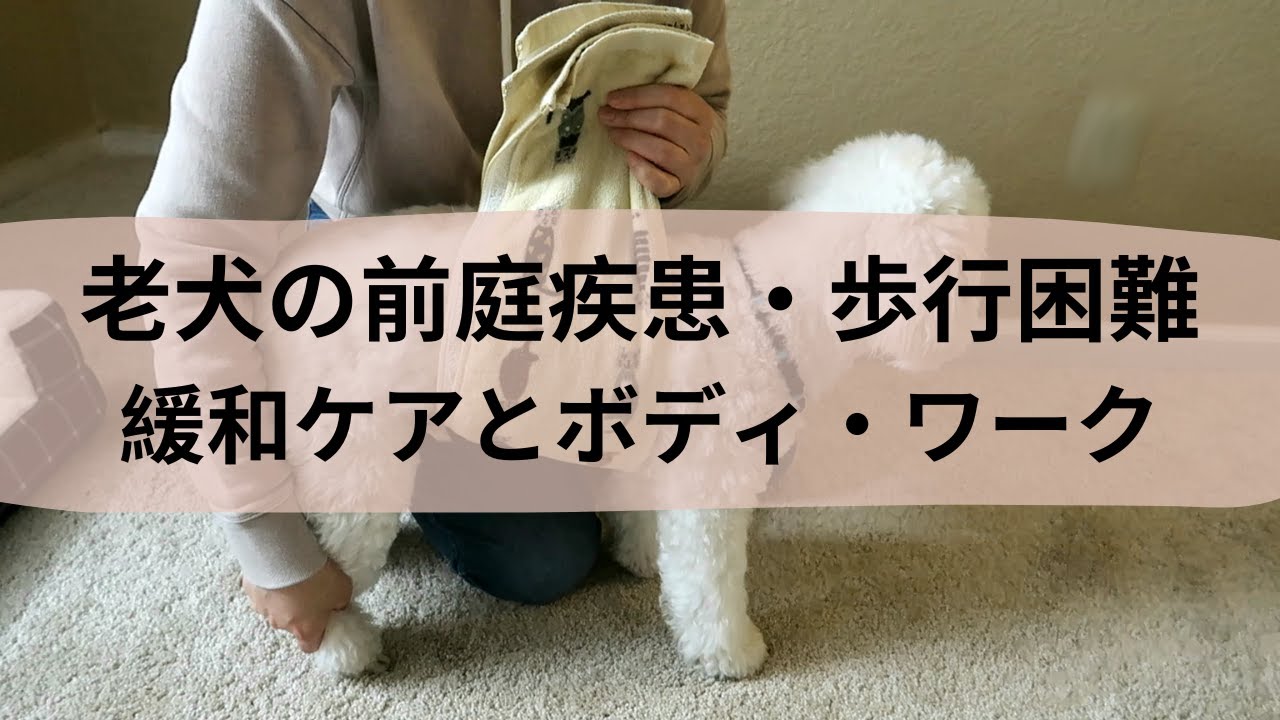 【老犬の前庭疾患・歩行困難】緩和ケアとボディ・ワーク How to Help Older Dogs with Vestibular and/or Mobility Issues