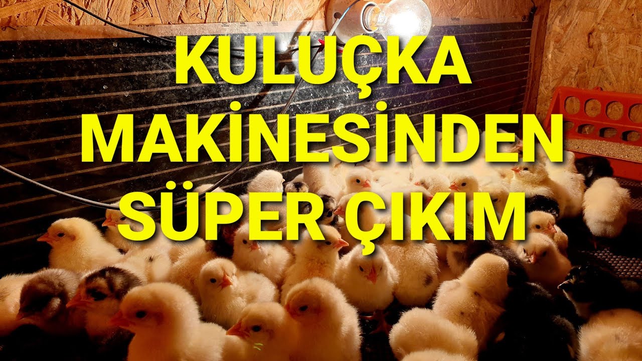 KULUÇKA MAKİNESİNDEN CİVCİV ÇIKIMI. 