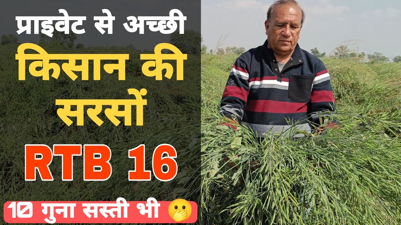 किसान की हाइब्रिड से बेहतर सरसों - एक बार बीज खरीद हर साल बौ सकते हैं- उपज, तेल शानदार; झड़ती नहीं
