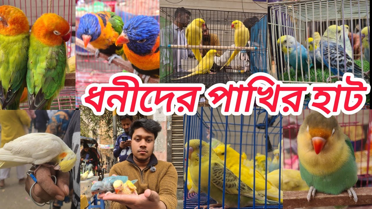 মিরপুর ১ পাখির হাট / শুক্রবার পাখির হাটে সব ধরনের পাখি পাবেন / bird market / mirpur 1 pakhir hat 