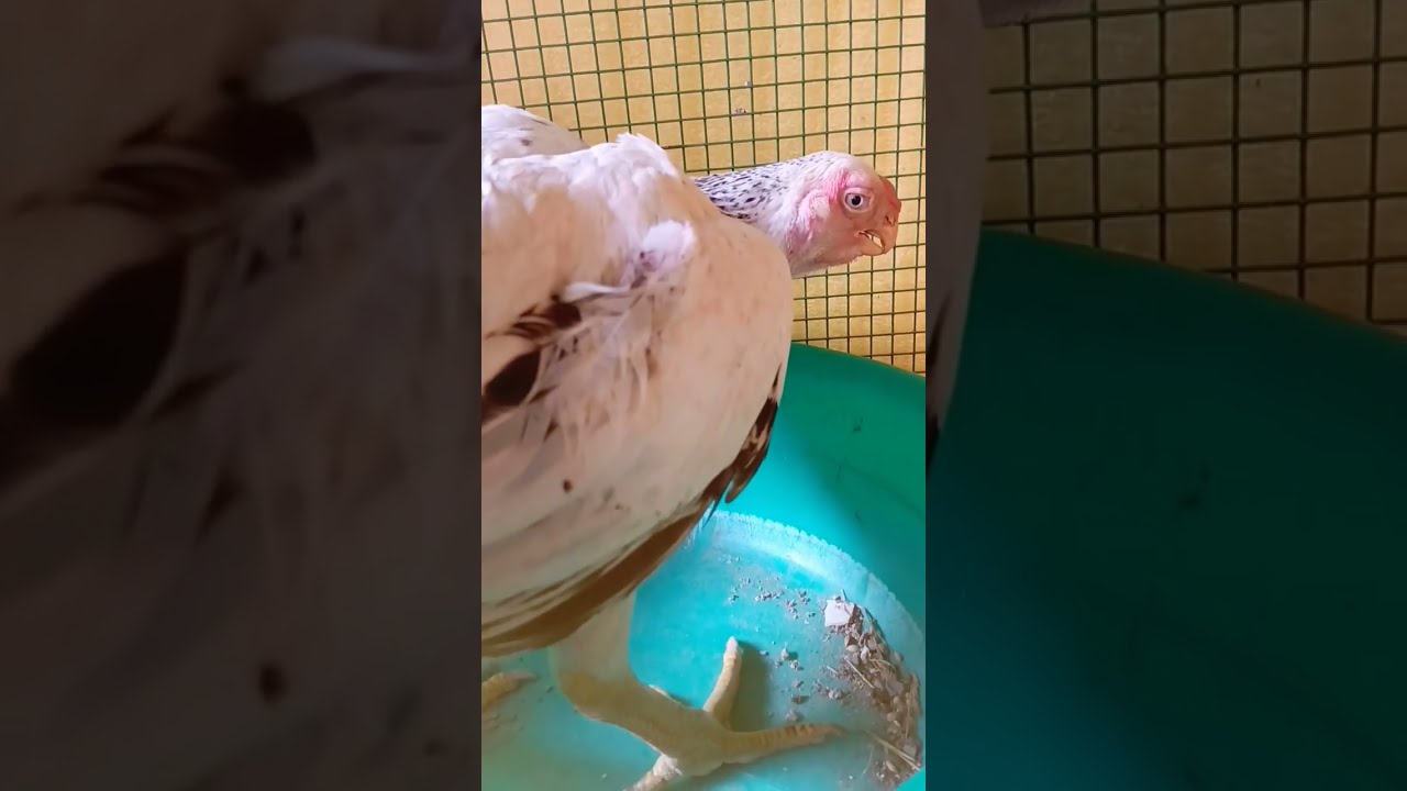 egg laying hen, Indian perrotbeak egg laying,hen laying egg 