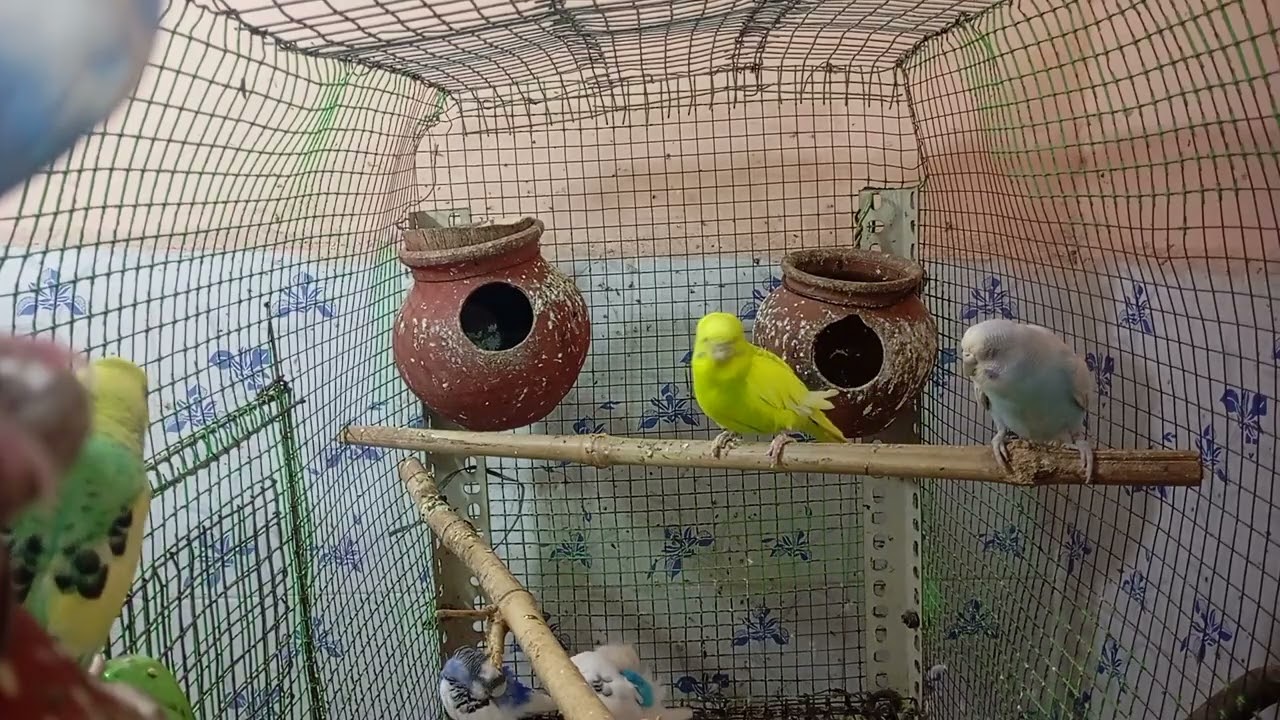 Budgies Lovebirds are the cutest birds, budgies singing for lonely birds, Playing #ourcool #birds
