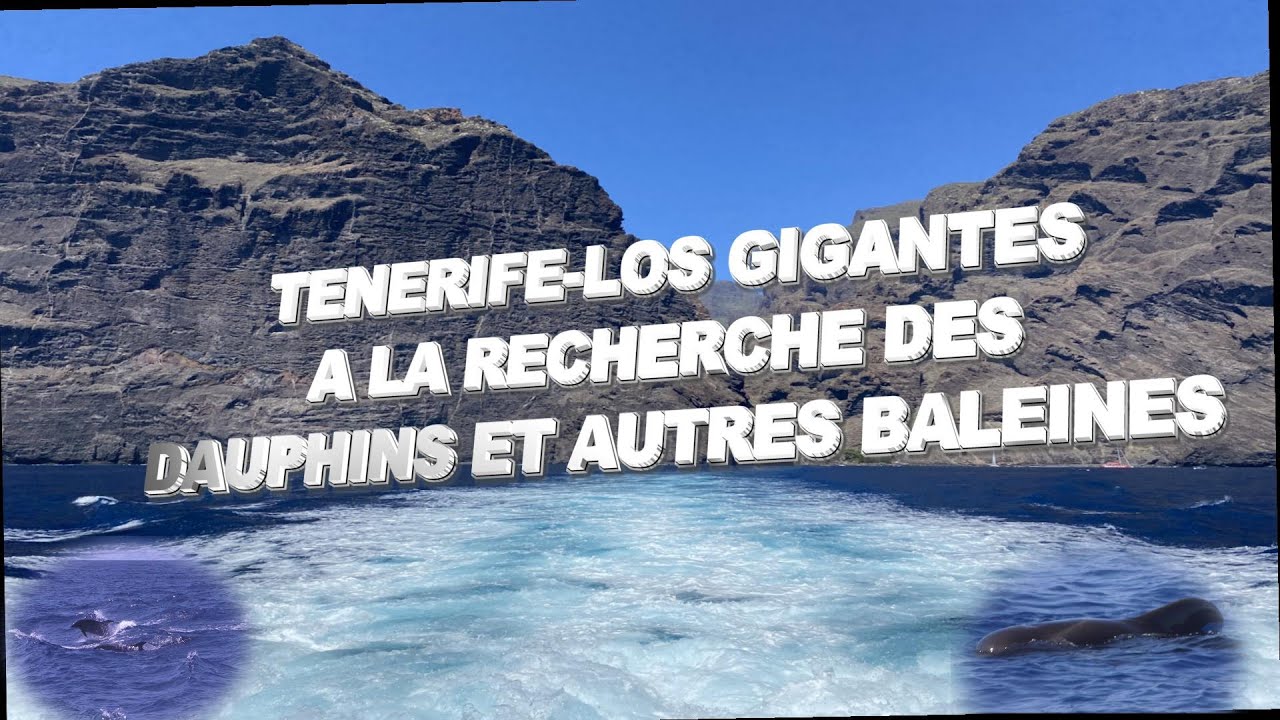 tenerife-los gigantes, dauphins et baleines