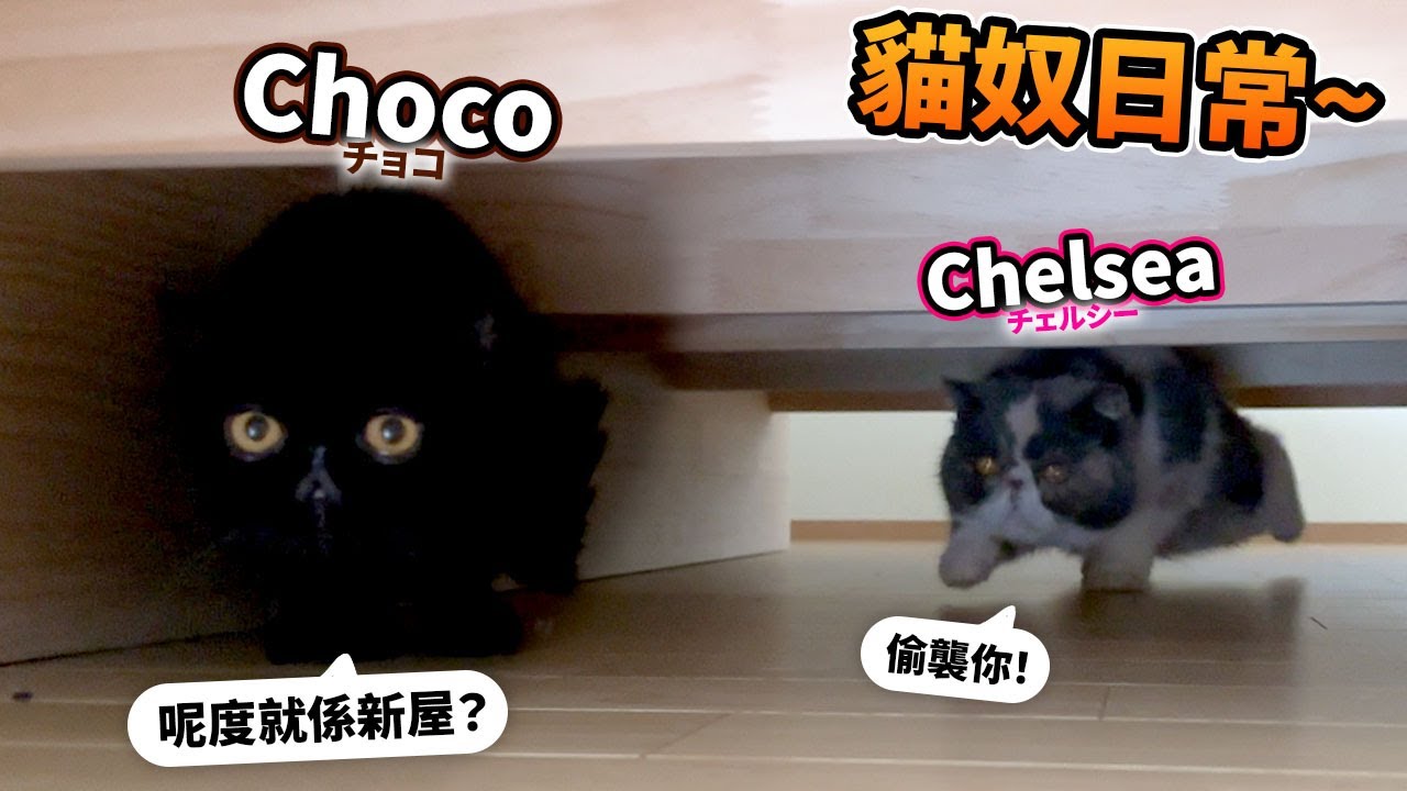 【驚喜登場】Choco和Chelsea首次見面😹！新家的新生活開始🏡！貓奴日常！