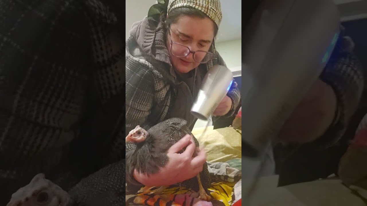 День спа для цесарки ;) вылизываю своего канюка 😆