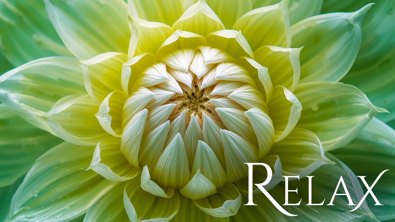 🌿Calm Piano Background Music with Nature, Relax, Sleep, Yoga, Meditation