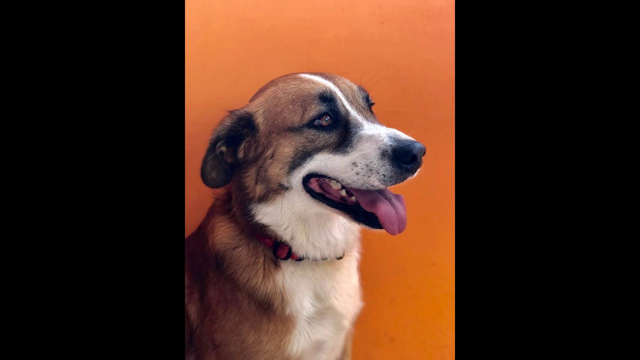 Find your lost pet: Subliminal affirmations for the return of your runaway or disappeared pet.