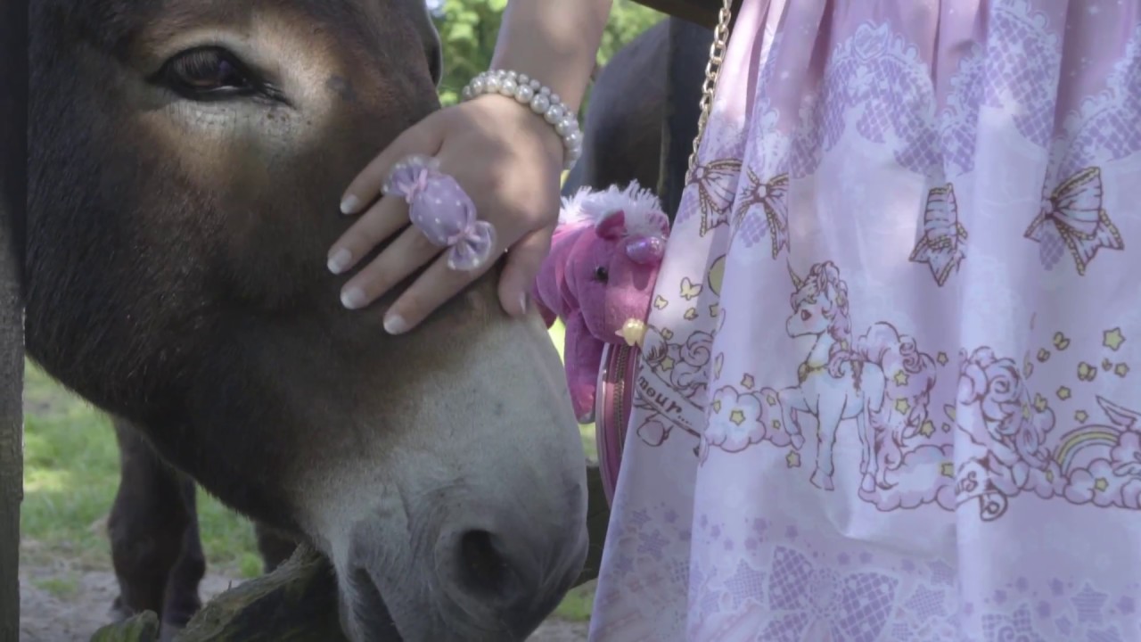 The Donkey Sanctuary | Co. Cork, Ireland