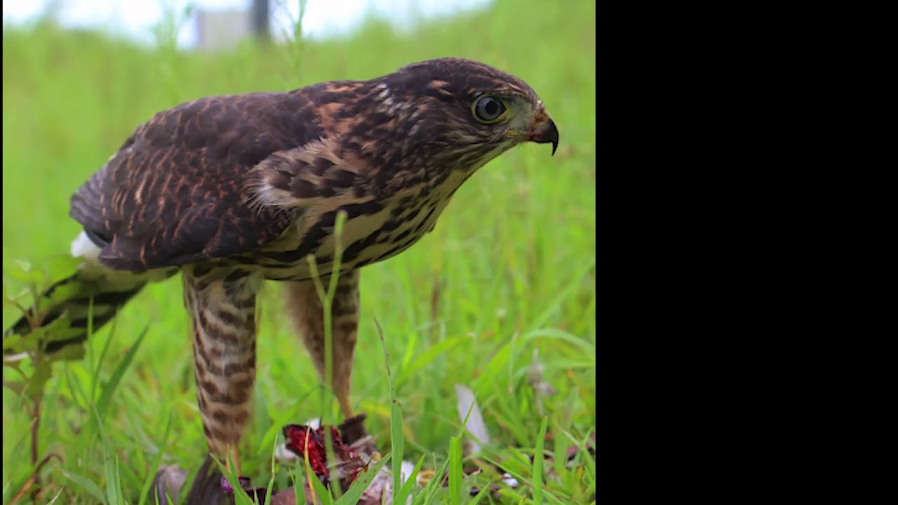 #Accipiter