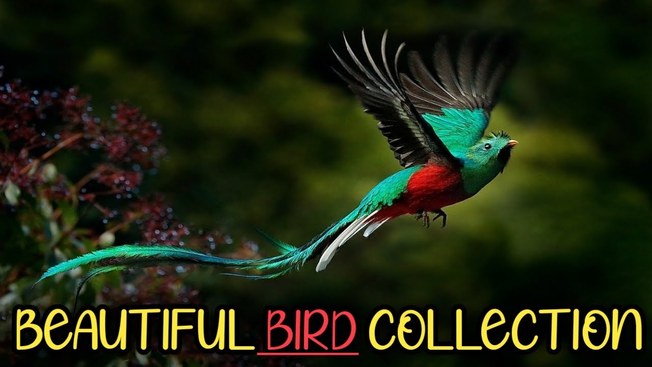 the most beautiful bird collection|| beautiful bird #animalslover
