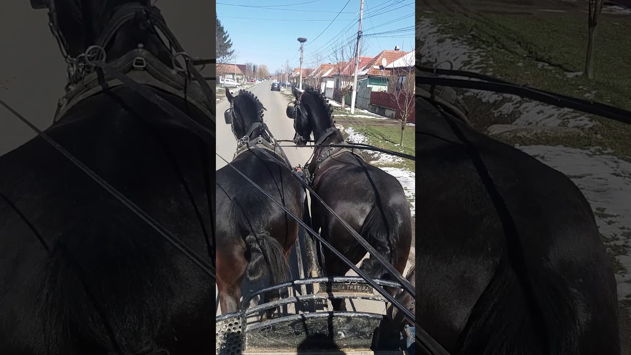 KWPN Tuigpaard GERRI & GUUS