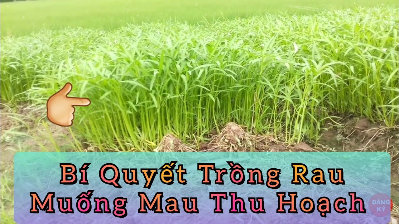 cách trồng rau muống ở quê | vườn nhà tôi vlog
