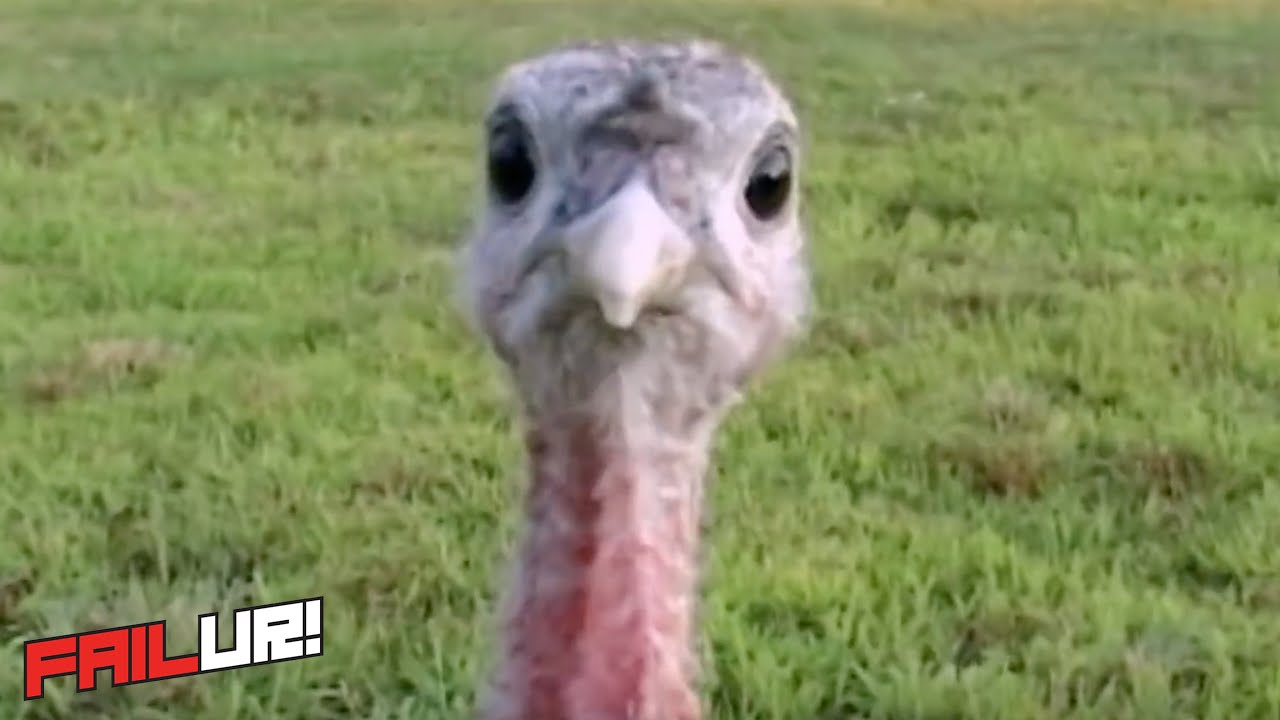 Thanksgiving Turkey Fail Compilation | FAILur