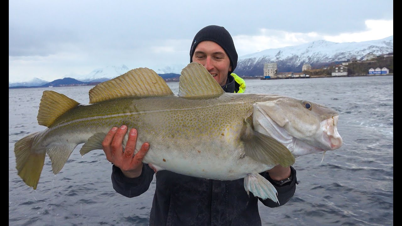 Torskefeber i Ålesund (full episode)