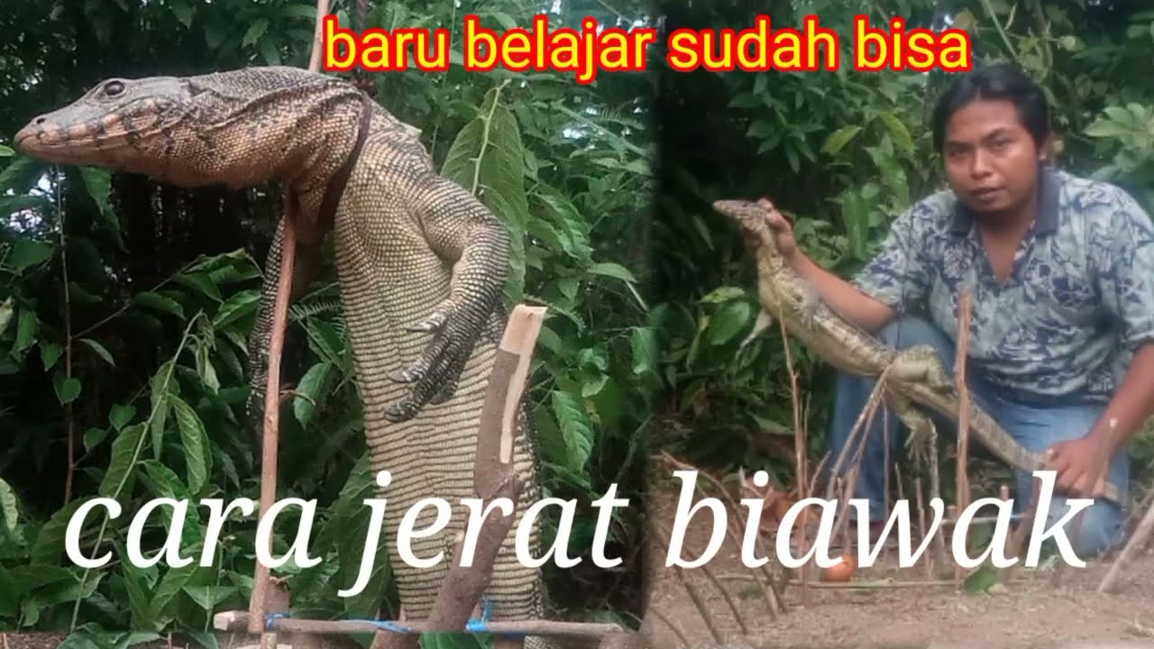 Belajar jerat biawak dengan kayu pelontar
