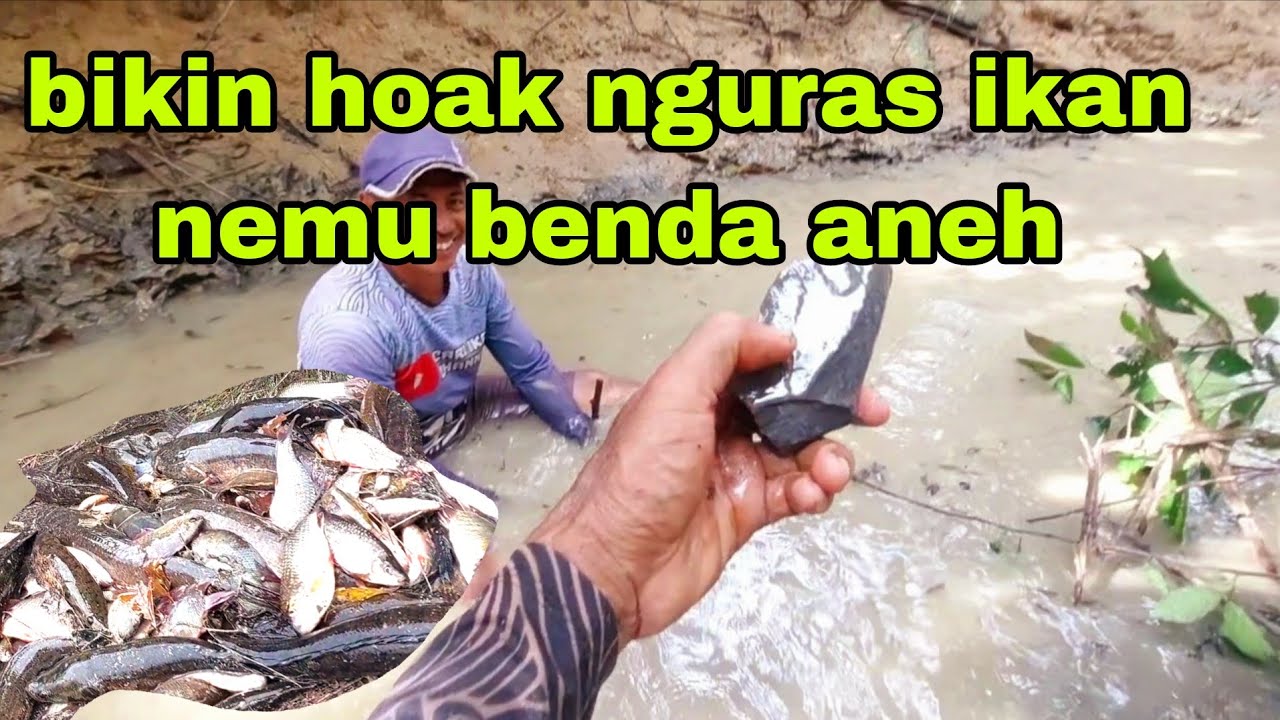 NGURAS KUMPULAN IKAN PUTIHAN MEMENUHI SUNGAI