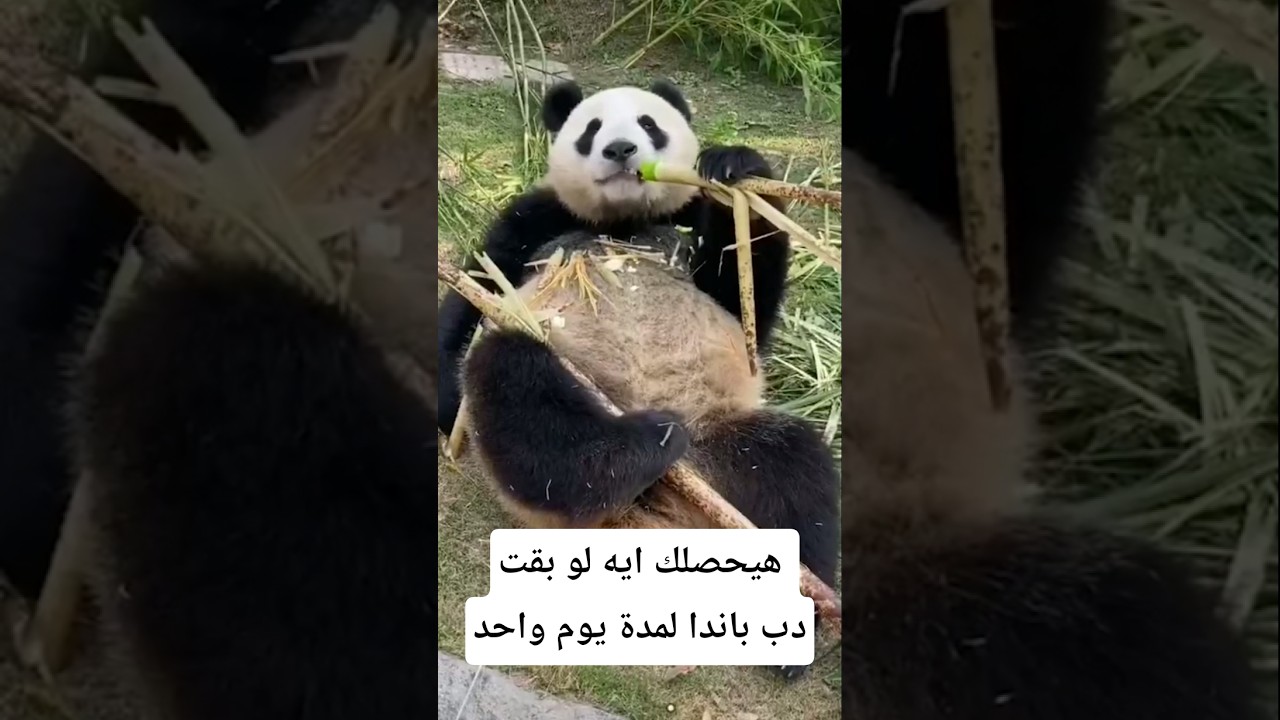 هيحصلك إيه لو بقيت دب باندا يوم واحد#معلومات #اكسبلور #animals #facts #wildlife #معلومات_غريبة