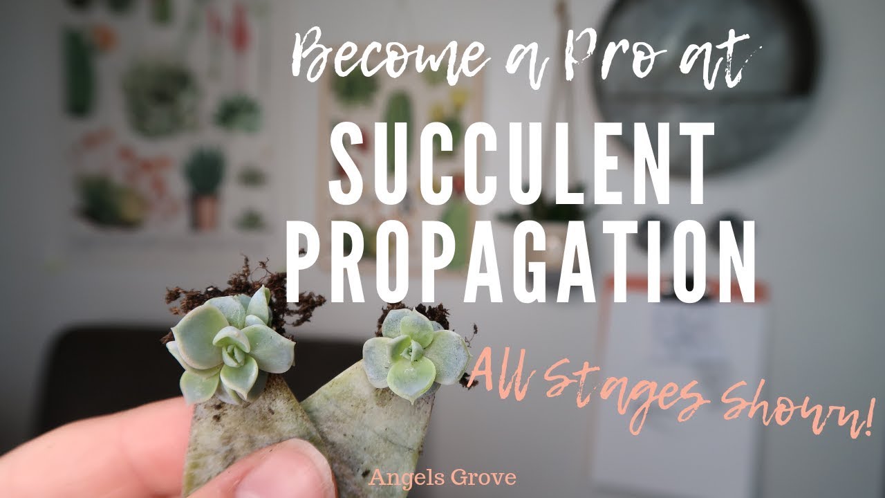 Succulent Propagation from Leaf~ Everything you Need to Know! // Angels Grove Co