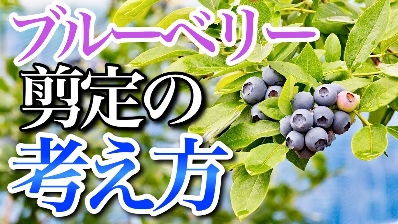 【ブルーベリー】初心者が剪定前に知っておくべき剪定の考え方がこちら