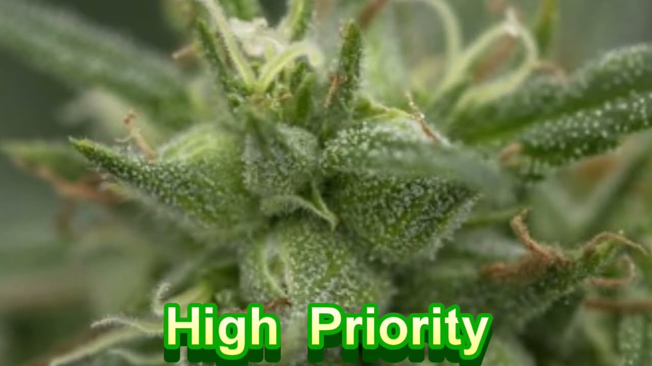 710 Genetics Strains - Cannabis Strain Series - STRAIN TV