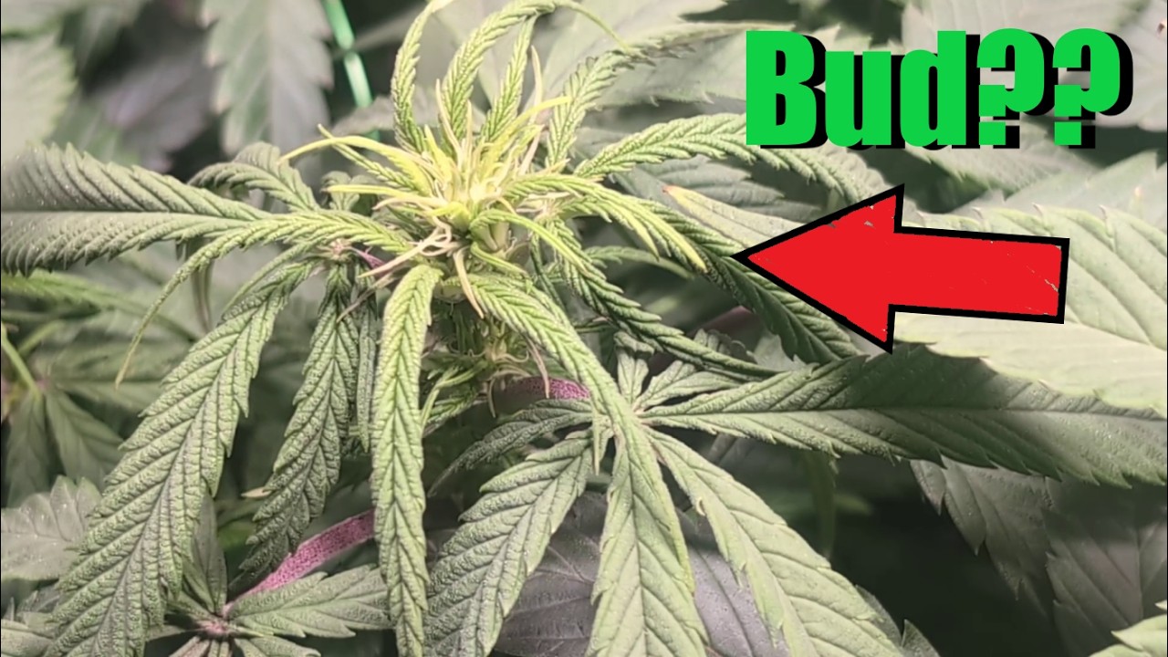 ON COMMENCE A VOIR DES BUDS ! sous la sp3000 de mars hydro ! s2 de flo!