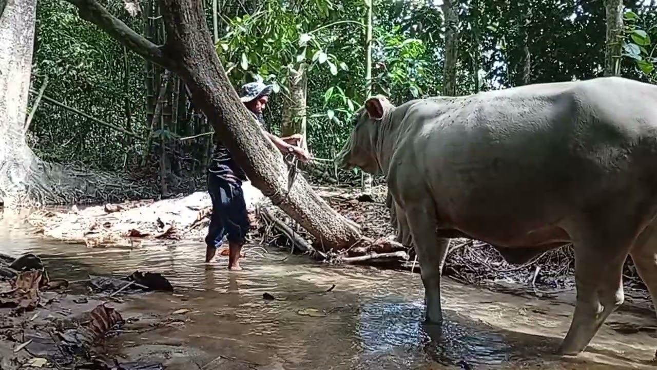 อาบน้ำวัว🐂EP2
