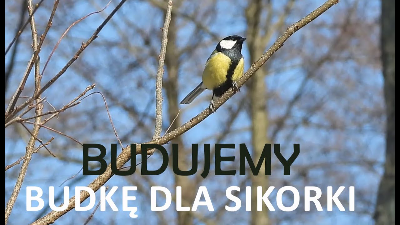 Budujemy budkę dla sikorki!