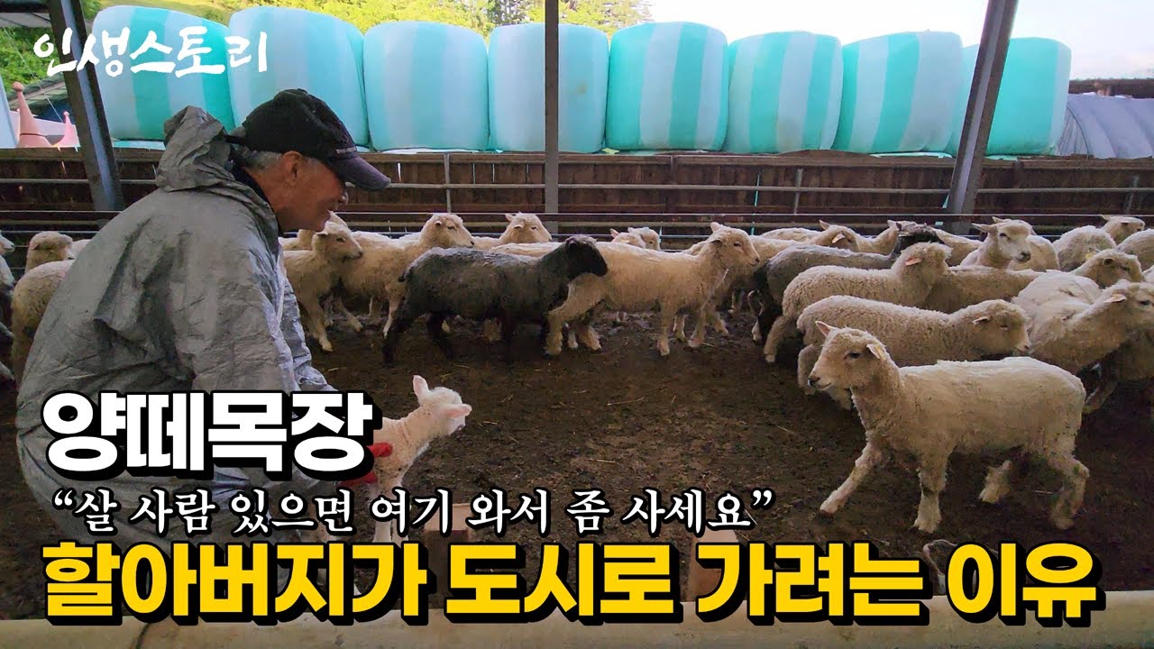 7만 평이 넘는 해발 650m 정선 양 떼 목장 할아버지 | 휴먼스토리 | 직업의모든것 | 갈간남 | 골라듄다큐 | 극한직업