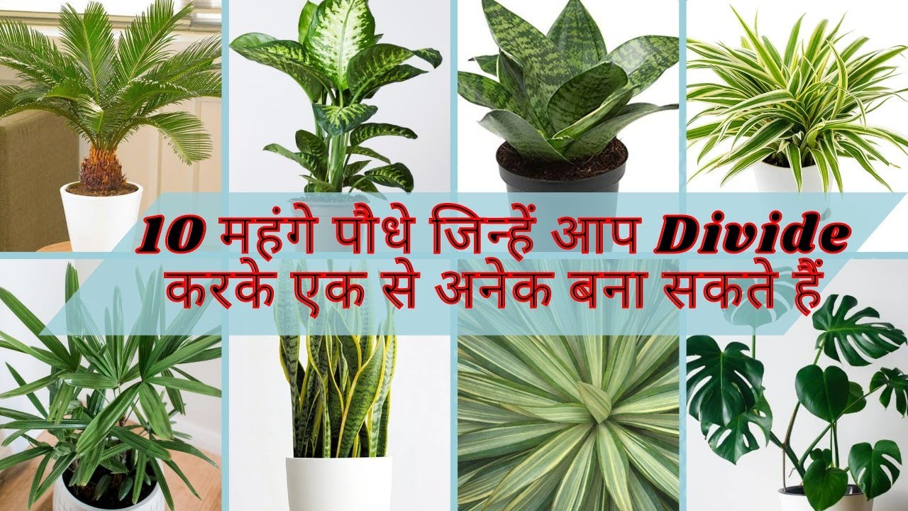 10 costly plants that you can propagate easily/10+ महंगे पौधे जिन्हें आप एक से अनेक बना सकते हैं