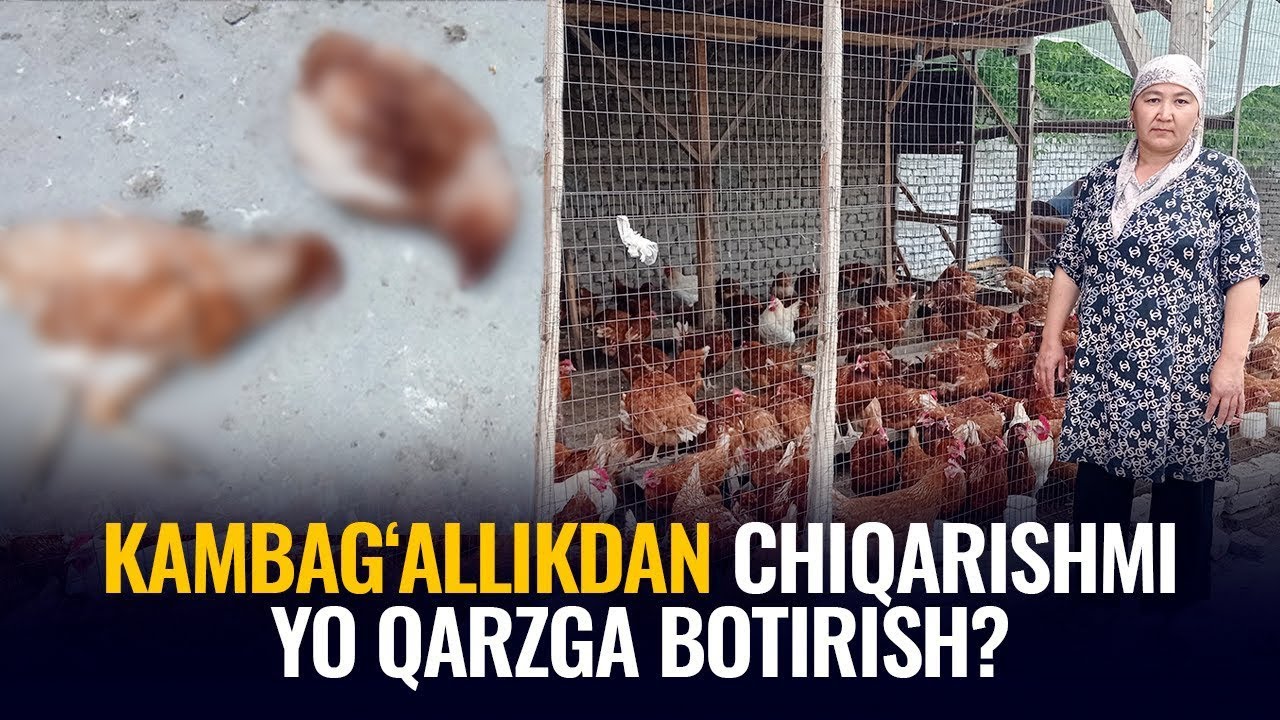 Navbatdagi Andijon tajribasi: Tuxum emas, muammo tug'ayotgan tovuqlar