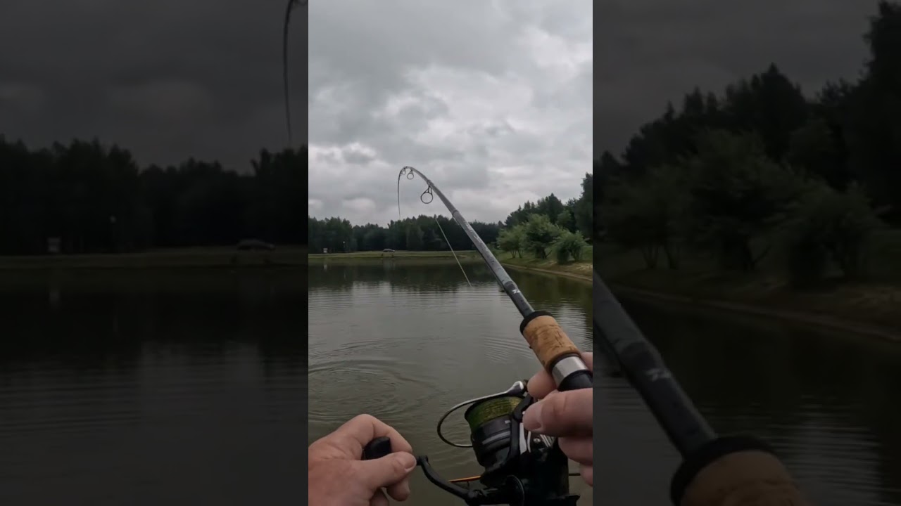 Daiwa N'ZON Super Slim Method Feeder 11FT / 3,35m / &le;60g  Ugięcie wędki  #wędkarstwo #fishing #carp