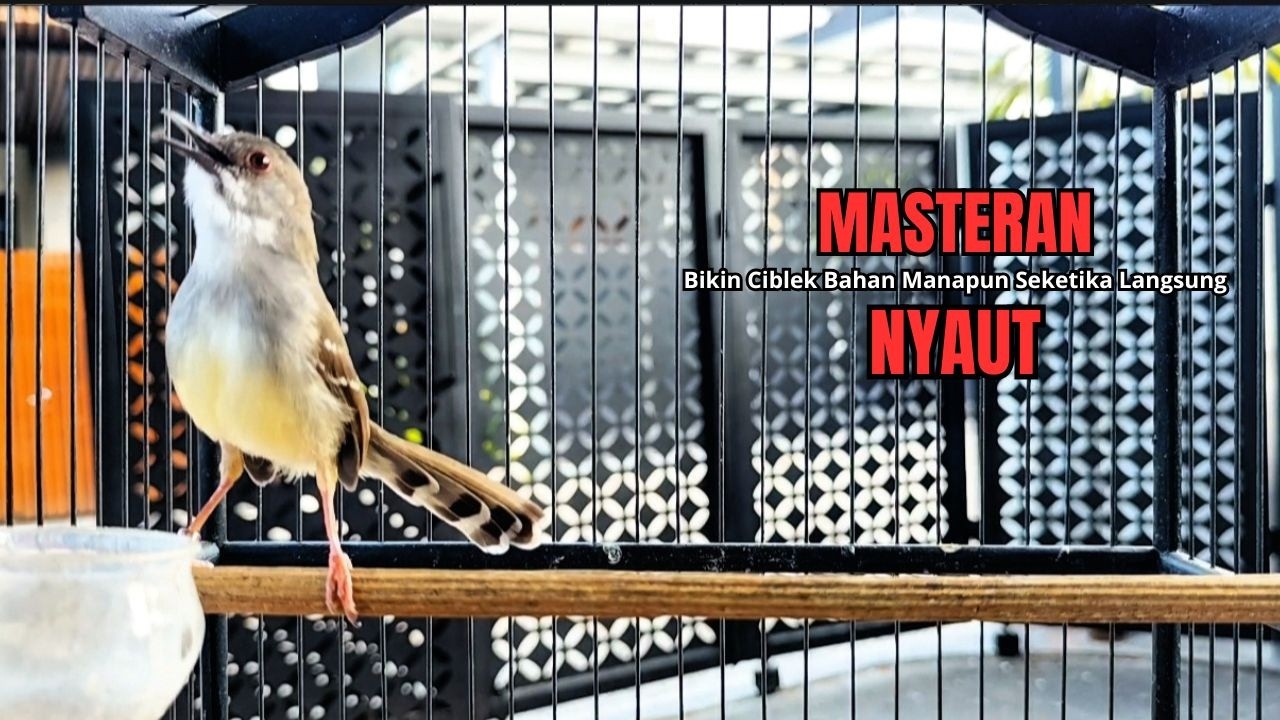 suara burung CIBLEK GACOR NGEBREN Pancingan Ciblek Semi bahan jadikan ciblek kristal gacor Tarung