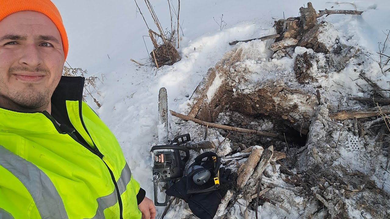 Stepping Into A Beaver Lodge After Cutting It Open