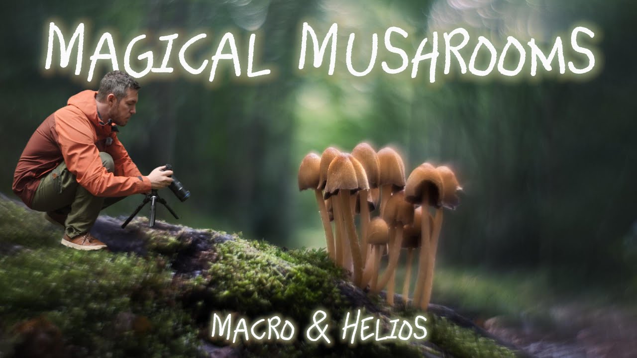 Ethereal Mushroom Macro Photography in the Woodland | Nikon Z7 + Laowa 100mm & Helios