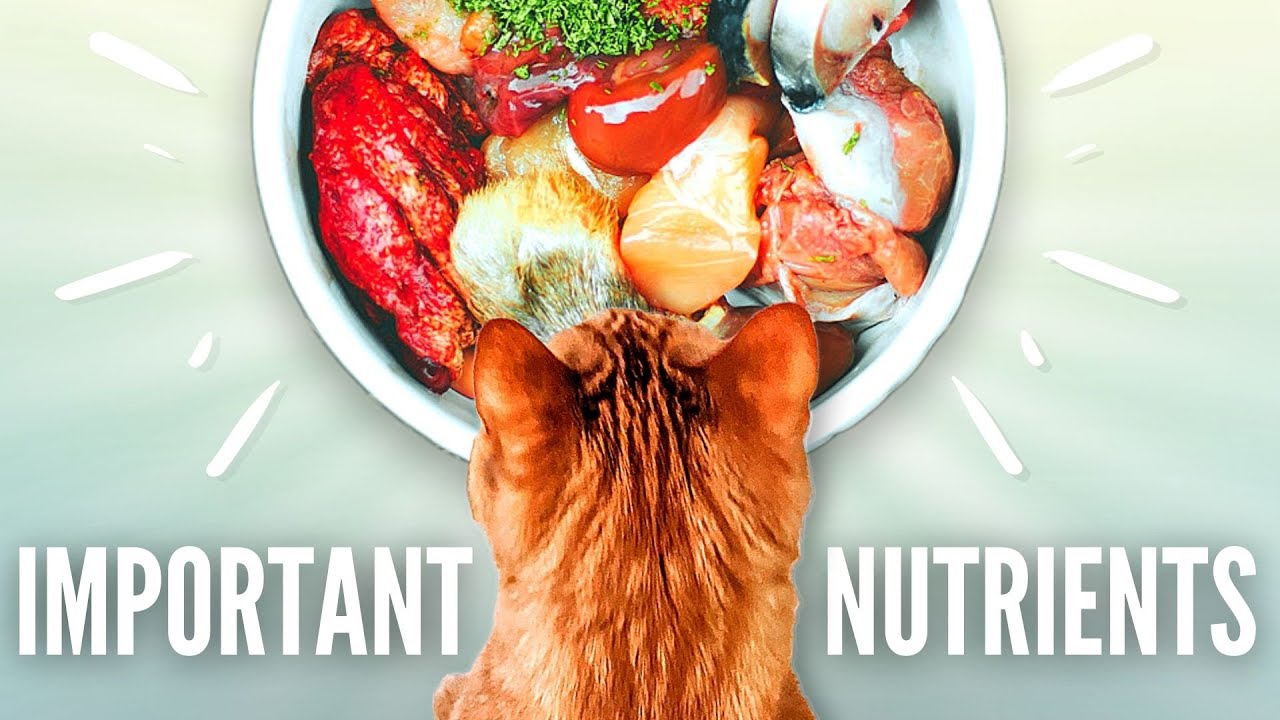 3 Nutrients Your Cat Absolutely NEEDS!